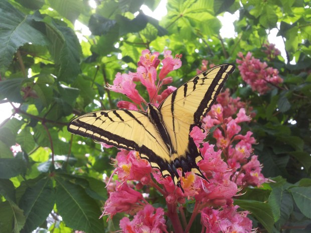 (Daniela Ginta photo)