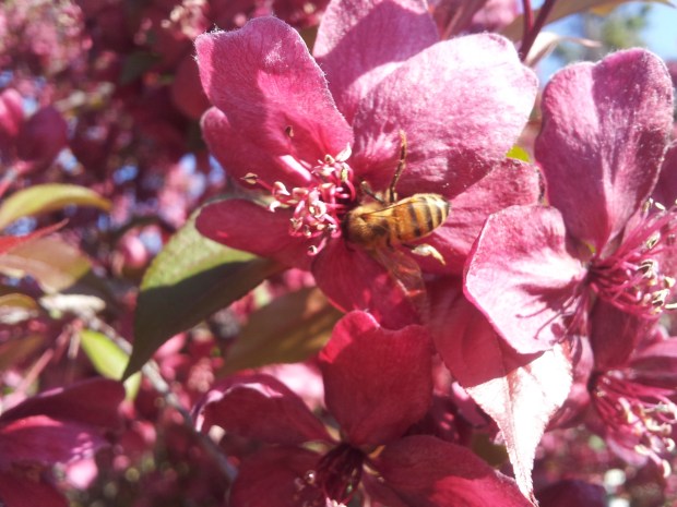 The sleepy bee. (Daniela Ginta photo)