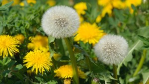 dandelion-blog