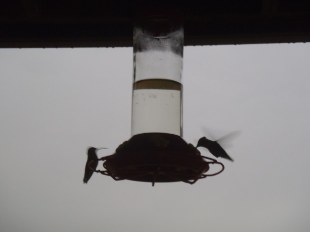 Port in a storm — the hummers carried on business as usual.