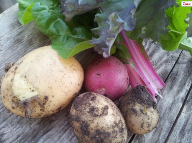 (Daniela Ginta photo)