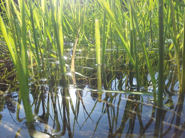 (Daniela Ginta photo)