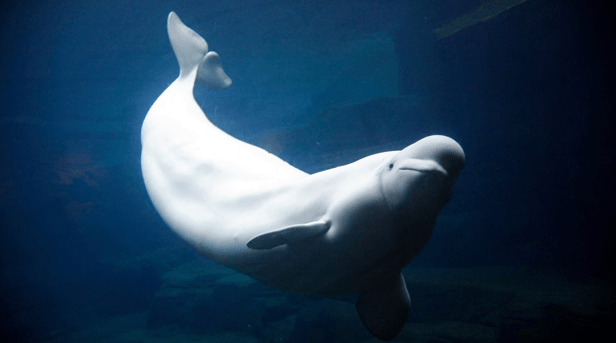 Twenty-nine-year-old Beluga whale Aurora died Friday. (Vancouver Aquarium)