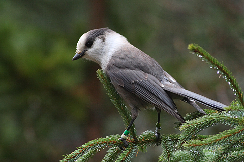 The Gray Jay - a worthy bird? (OntarioParks.com photo)