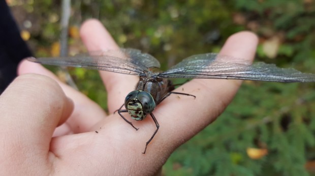 (Daniela Ginta photo)