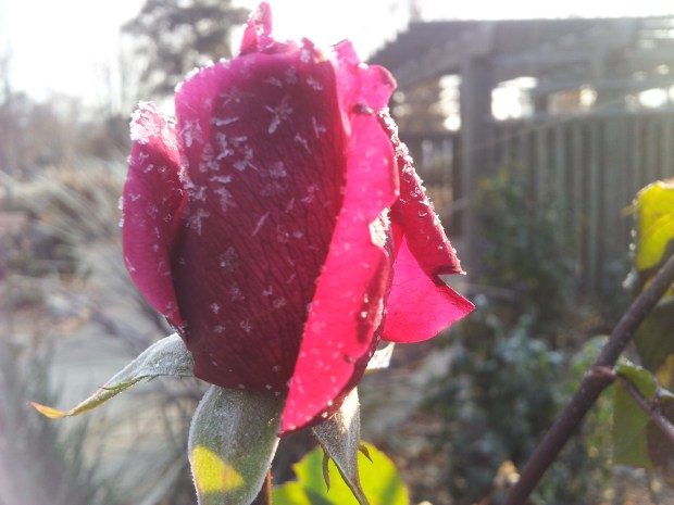 (Daniela Ginta photo)